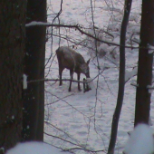 Ihličiak na solisku