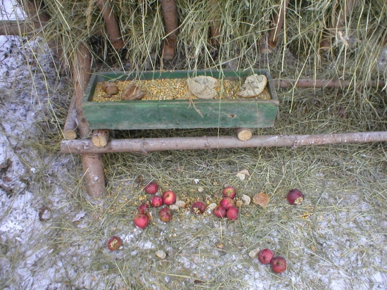 Silvestrovské krmenie