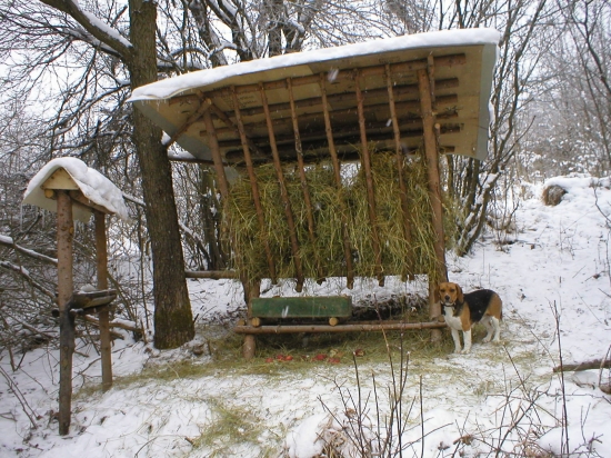 Krmenie na Silvestra