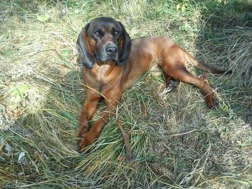 cézar s parôžtekom