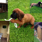 nový posed,voliera a pes