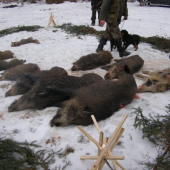 Výrad v Malých Karpatoch