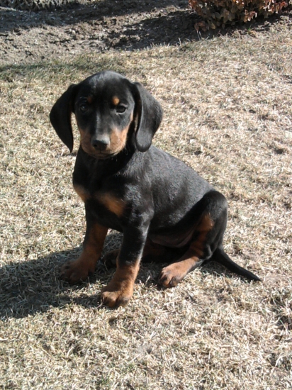 moj pes SLOVENSKY KOPOV