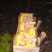 myslite ze  budu chodit????....