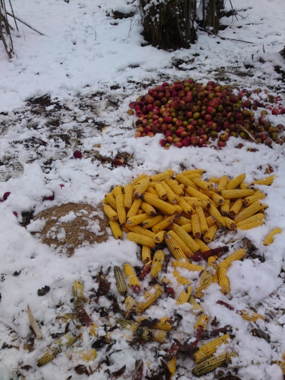 dnesne prikrmenie...............