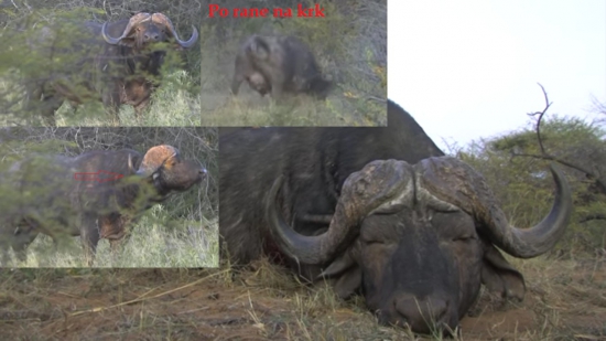 Ani rána na krk ho nezastavila