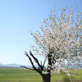 Čaro a tajomstvo prírody