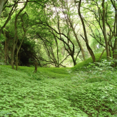 keď nie len my, ale všetko je v zelenom...