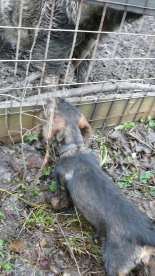 Prvý kontakt  s diviakom