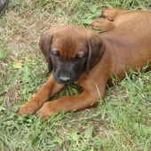 Flypp - bavorsky farbiar