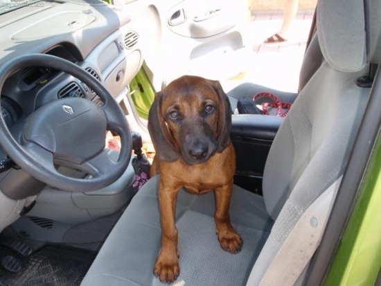 Flypp - sofer 08/2009