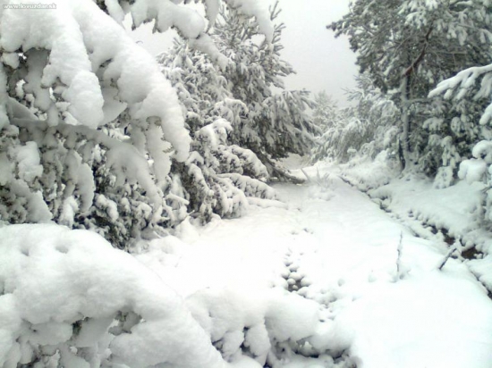 O chvíľu sa začnú lámať stromy