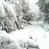 O chvíľu sa začnú lámať stromy