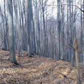 Bukový les