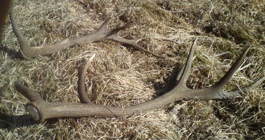 Polhodinová prechádzka