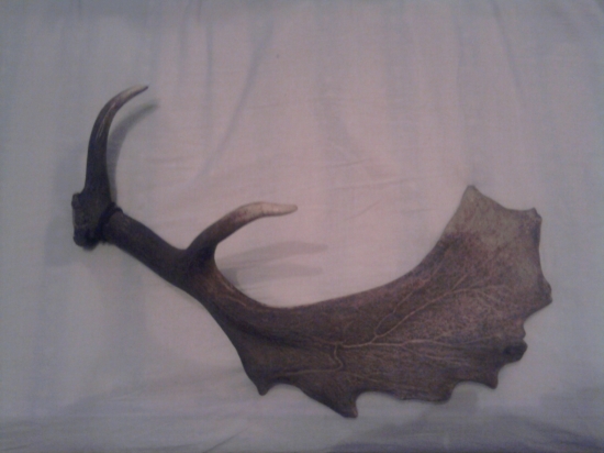 aj take sa daju este najst