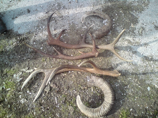 vychadzka s kamaratom