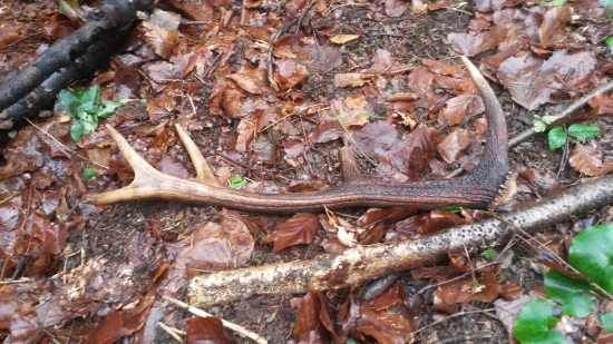 prva vychadzka na zhody