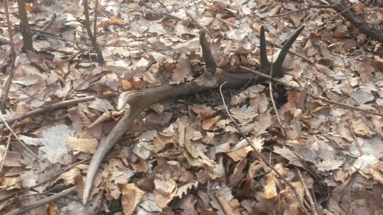 6 v poradi ale vlanajsi