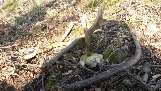 dneskajsia prechadzka s kamaratom