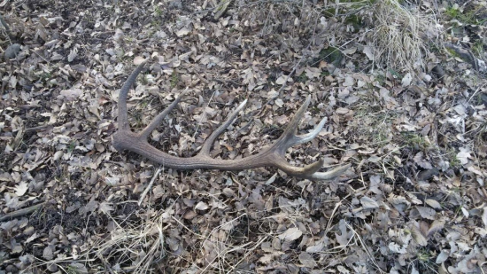 narodeninovy a zhodeny v priamom prenose