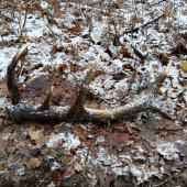 sezona zahajena