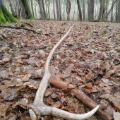Šestáčik