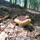 Krásavec