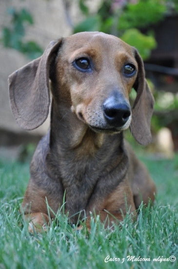 ICH Cairo z Malcova mlýna