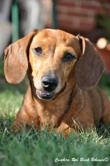 CH Caschira Red Black Bohemia