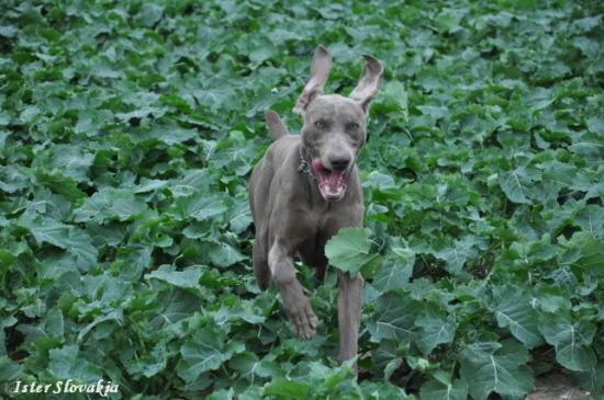 Šťastný weimar :D