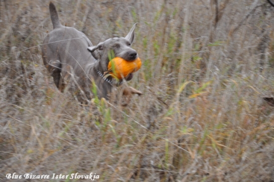Poslala som Bizeeho hľadať a toto mi doniesol :D