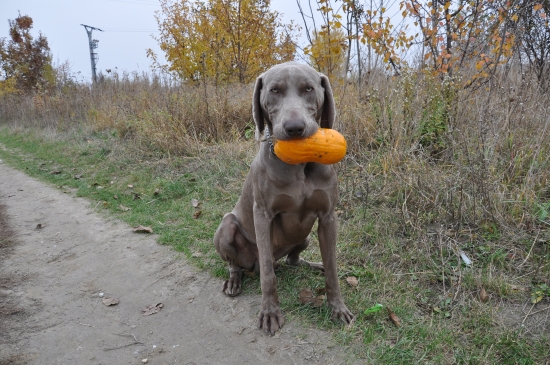 Bizeeho Halloween...