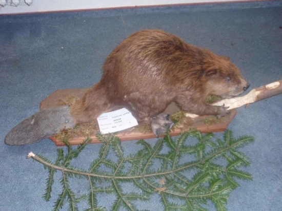 Chovateľska prehliadka 01