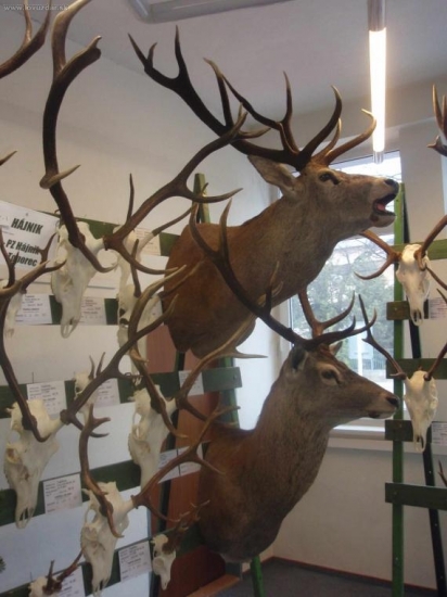 Chovateľská prehliadka 02