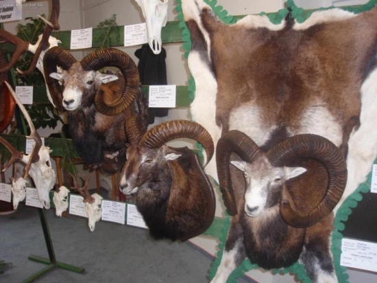 Chovateľská prehliadka 05