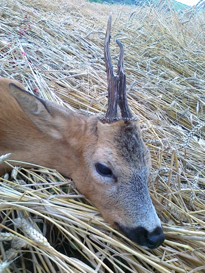 môj prvý srnec - spiatočník