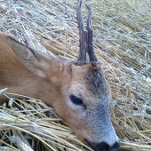 môj prvý srnec - spiatočník