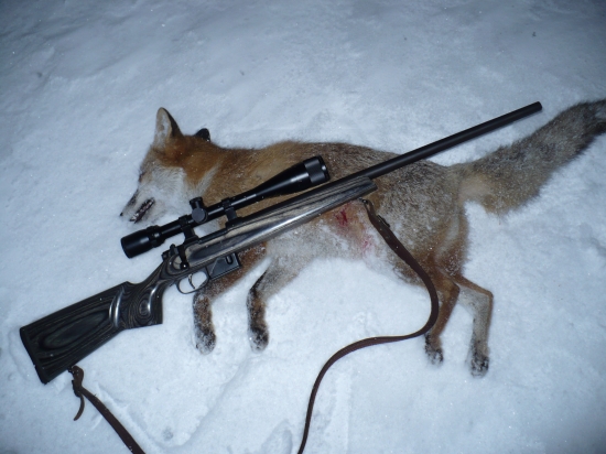 ...líštička č.2...