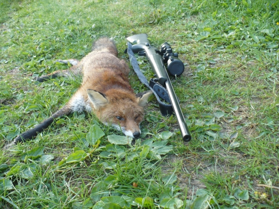 ..líška 3./2012...