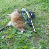 ..líška 3./2012...