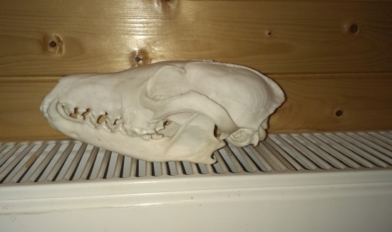 ZLATÁ LÍŠKA -  25.46