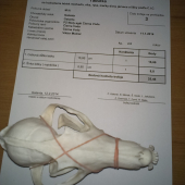 ZLATÁ LÍŠKA -  25.46