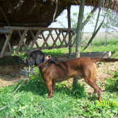 Rekszi
