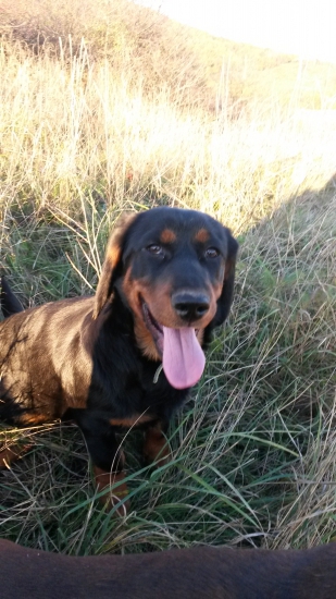 Golem ... daxel kopov