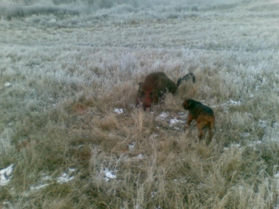 silvestrovssky diviak A pes BENY