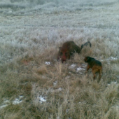 silvestrovssky diviak A pes BENY