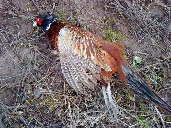 bazantikk z neznammch pricin