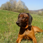 dafy