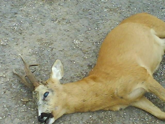 Dnešné úspešné ráno.